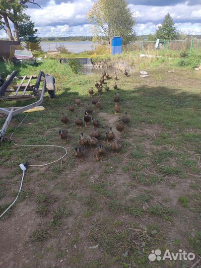 Подсадные утки