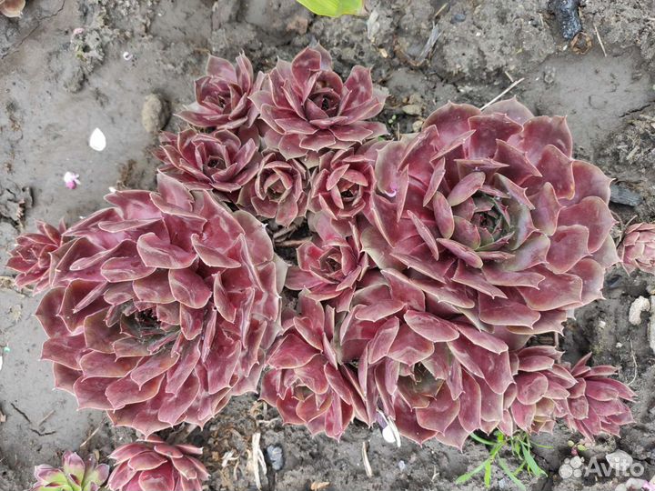 Молодило (каменная роза)