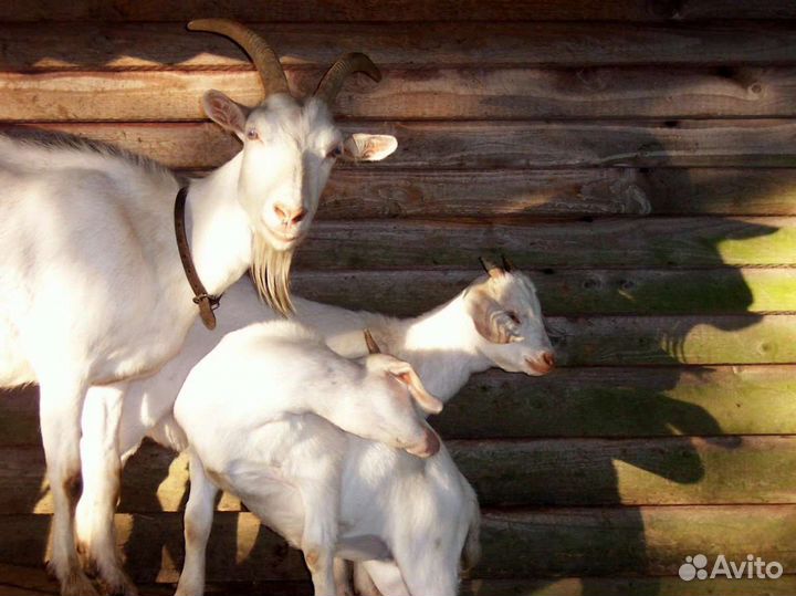 Козочки и козлята