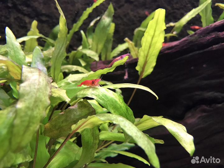 Криптокорина Вендта, Креветки Чери