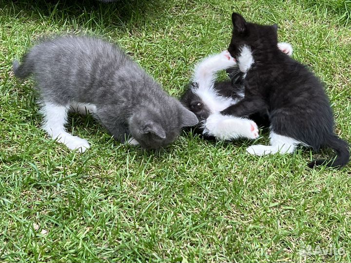 Ручные, добрые котята в хорошие руки