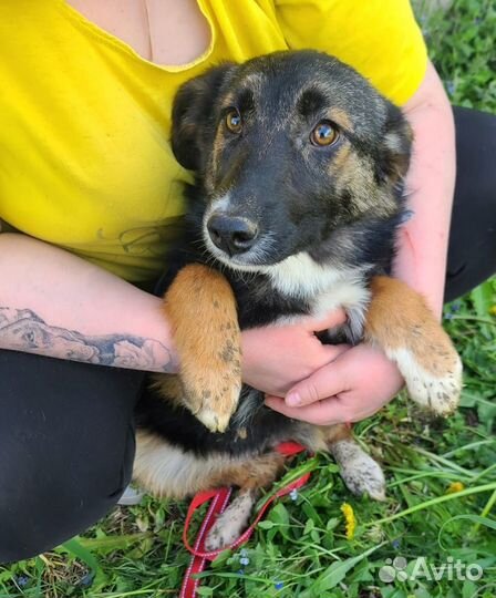 Щенок в добрые руки