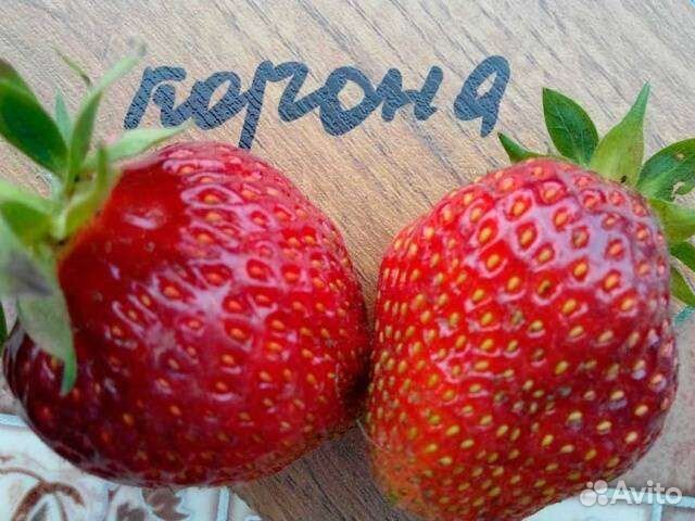 Рассада клубники купчиха Корона