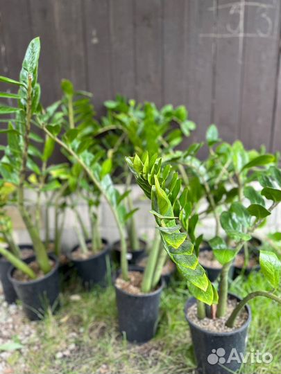 Цветы домашние в горшках