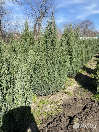 Можжевельник стрикта