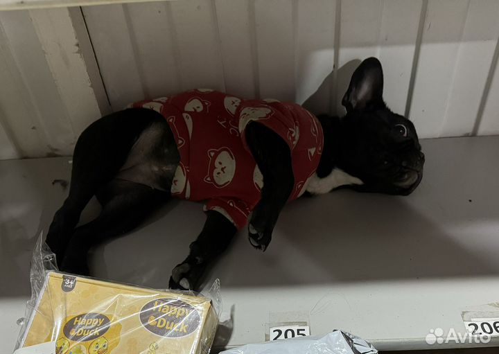 Французский бульдог