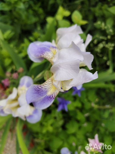 Ирисы луковицы