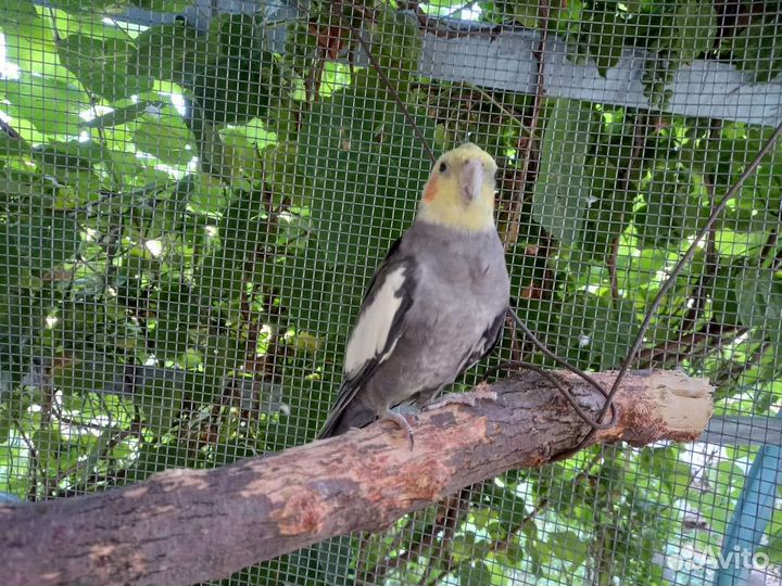 Попугай корелла