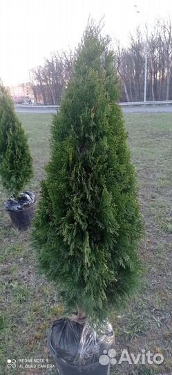 Туя сорта Смарагд Элитные