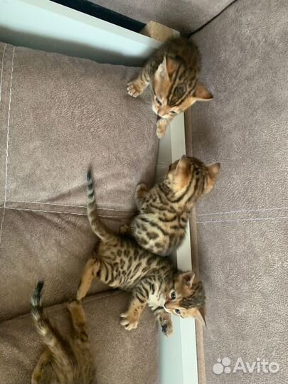 Бенгальские котята