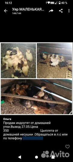 Продам индоутят и цыплят