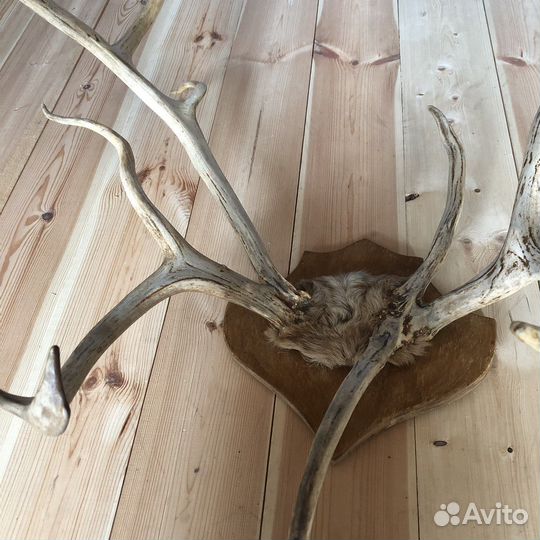 Рога оленя трофей