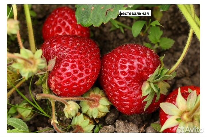 Усы Виктория Фестивальная и Машенька