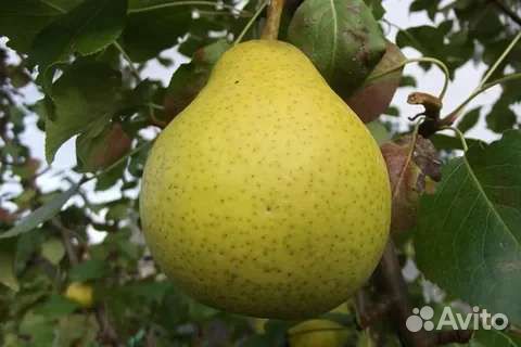 Колоновидные груши