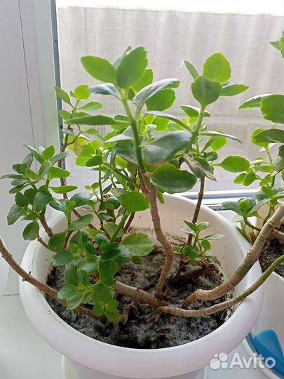 Каланхоэ цветущий