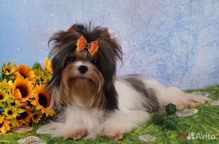 Очень красивая девочка Бивер