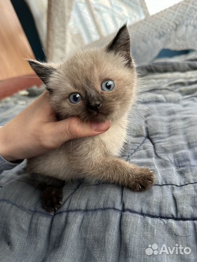 Котятки в добрые руки