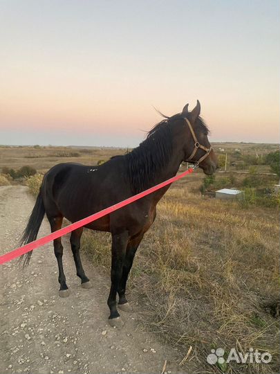 Продам Жеребца