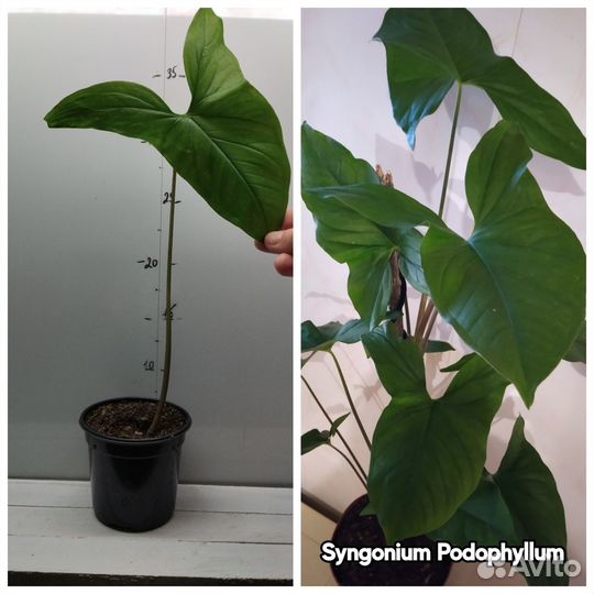 Набор комнатных растений 8 шт растюшек