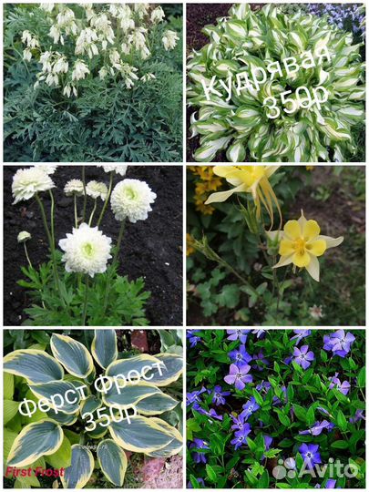 Для любителей редких растений Ваточник сирийский