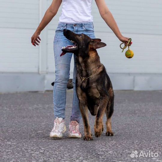 Кинолог. Дрессировка собак