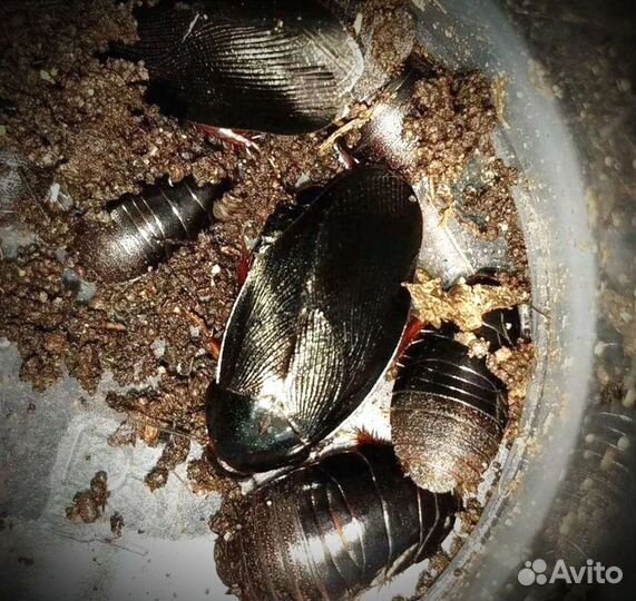 Тараканы Кубинские