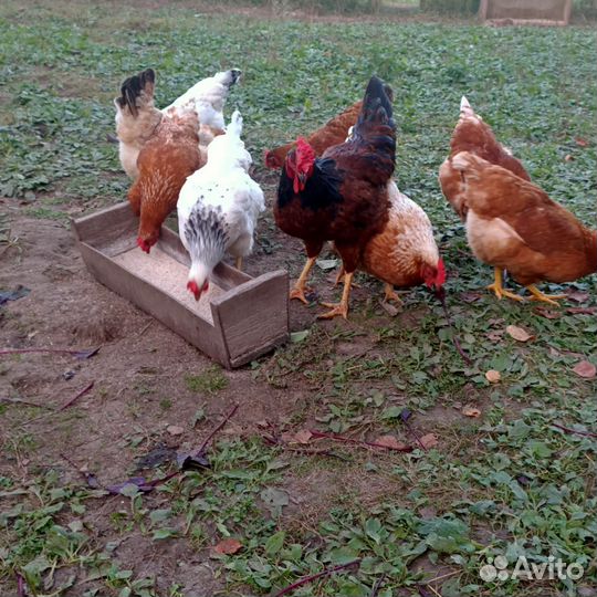 Домашние куриные яйца