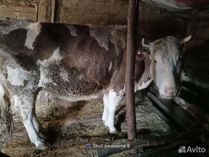 Корова,телка