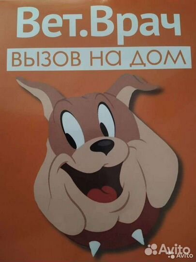 Ветеринарный врач на дом для собаки