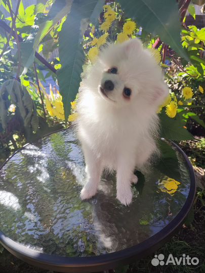 Белый померанец