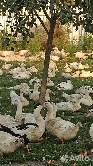 Потрох утки