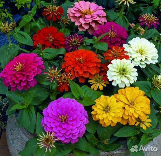 Семена Цинии,бархатцев, укропа, шалфея