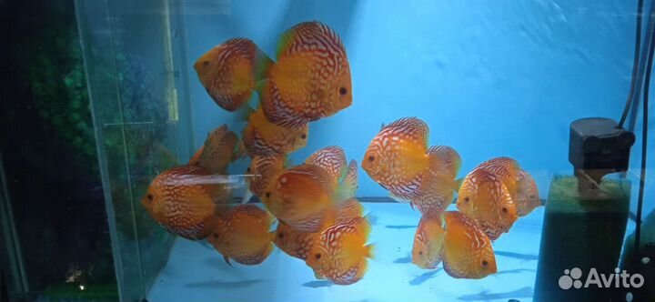 Дискусы подростки от разводчика