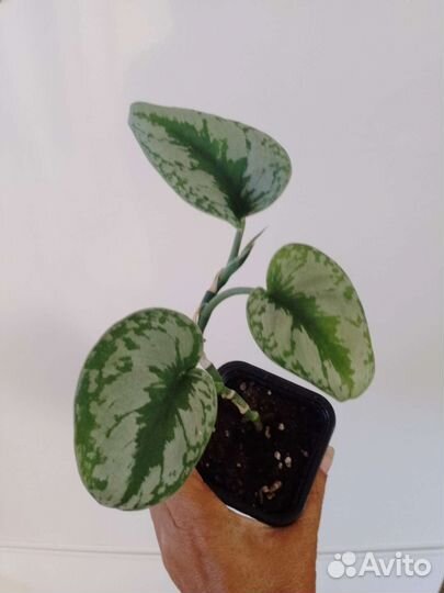 Сциндапсус пиктус треби обновление 0.8.06