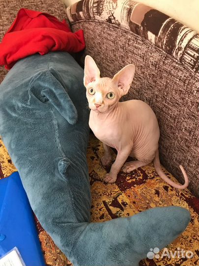 Вязка кот канадский сфинкс