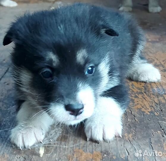 Щенки хаски