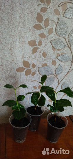 Кофе арабика