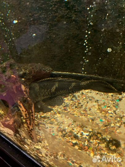 Отдам аквариумных рыб. За символическую оплату