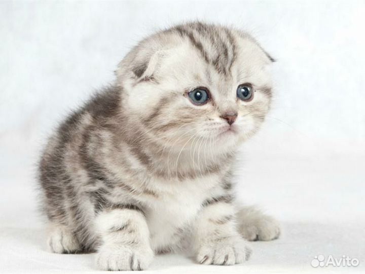 Шотландские мраморные котята