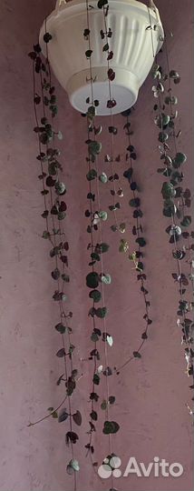 Церопегия вуда