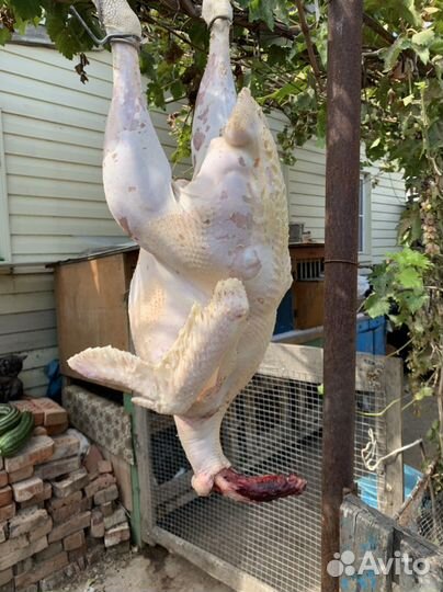 Мясо домашней индейки