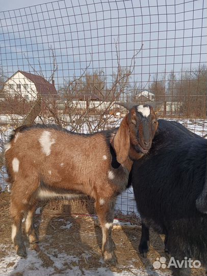 Домашние животные