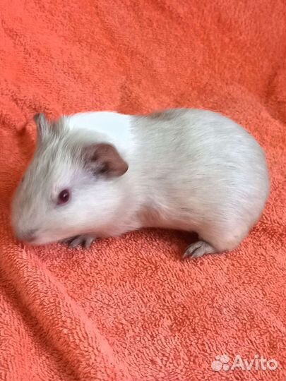 Морские свинки