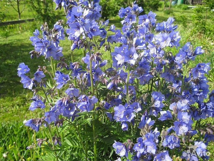 Красотка Polemonium caeruleum