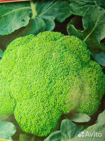 Рассада низкорослых томатов и баклажанов