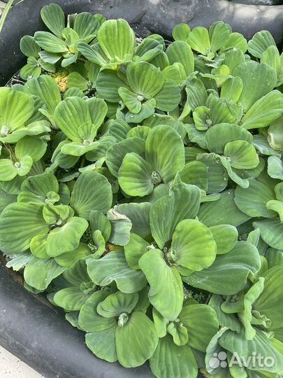 Пистия и водный гиацинт для пруда и аквариума