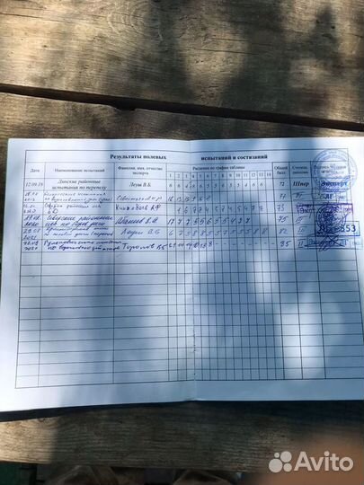 Щенки курцхаара,рождены15.07.23 от запланированн