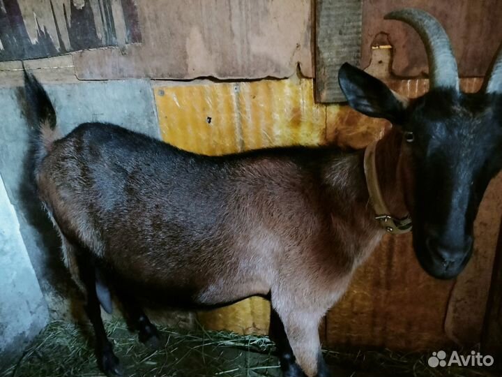 Коза с козлятами