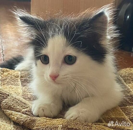 Котенок мальчик