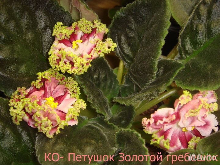 Цветущие фиалки